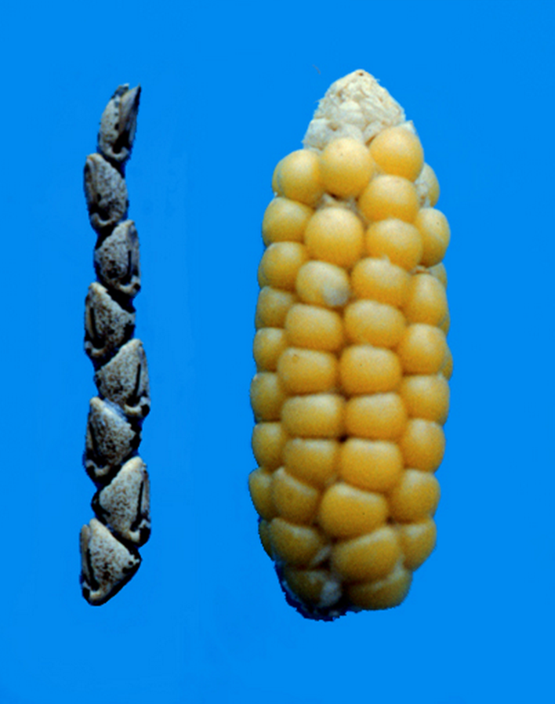L'origine botanique du maïs. Comment l'homme a utilisé cette biodiversité  pour créer le maïs à partir de la téosinte. - Pro Maïs