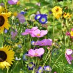 ps412_1-flower-meadow-3598555_1920.jpg