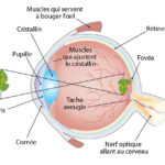 ps412_5-eye-anatomy-french.jpg