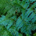 ps412_7-Iridescent_fern.jpg