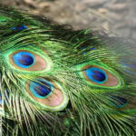 ps412_8-1280px-Peacock_feathers_closeup.jpg